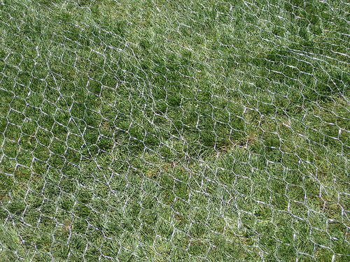 chicken wire