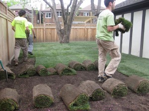 Sodding team at work in Toronto