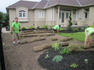 Niko's team Sodding (laying Sod) in Brampton