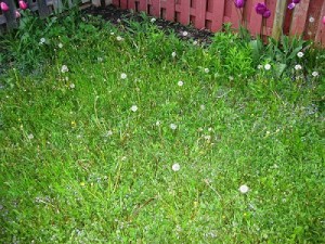 When and how should you apply corn gluten to a lawn for weed control?