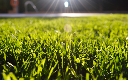 2 Important Spring Activities for Your Lawn