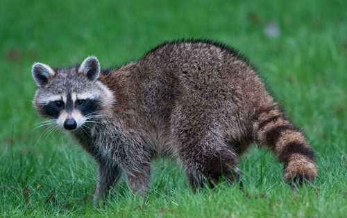 6 Ways to Keep Raccoons Off Your Sod