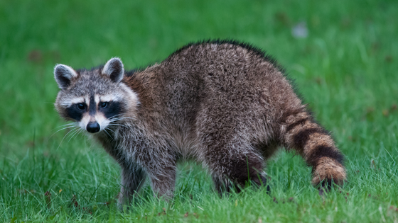 6 Ways to keep Raccoons off your Sod