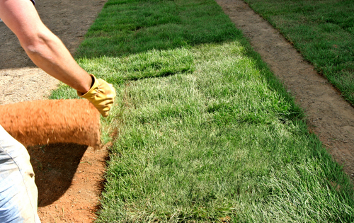 Niko’s Gardening first blog!