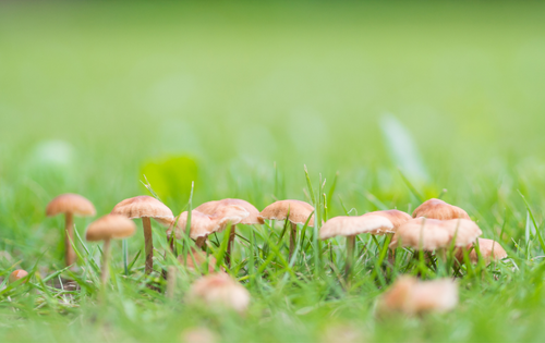 4 Ways to Rid of Mushrooms in Your Lawn