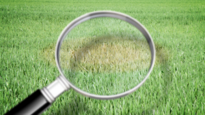 magnifying glass over grass