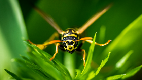 wasps on grass