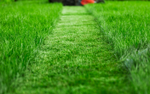 How to Care For Your Turf Lawn?