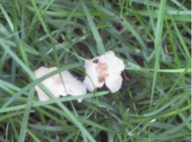 Mushroom in Lawn