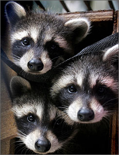 Raccoon Protection Services