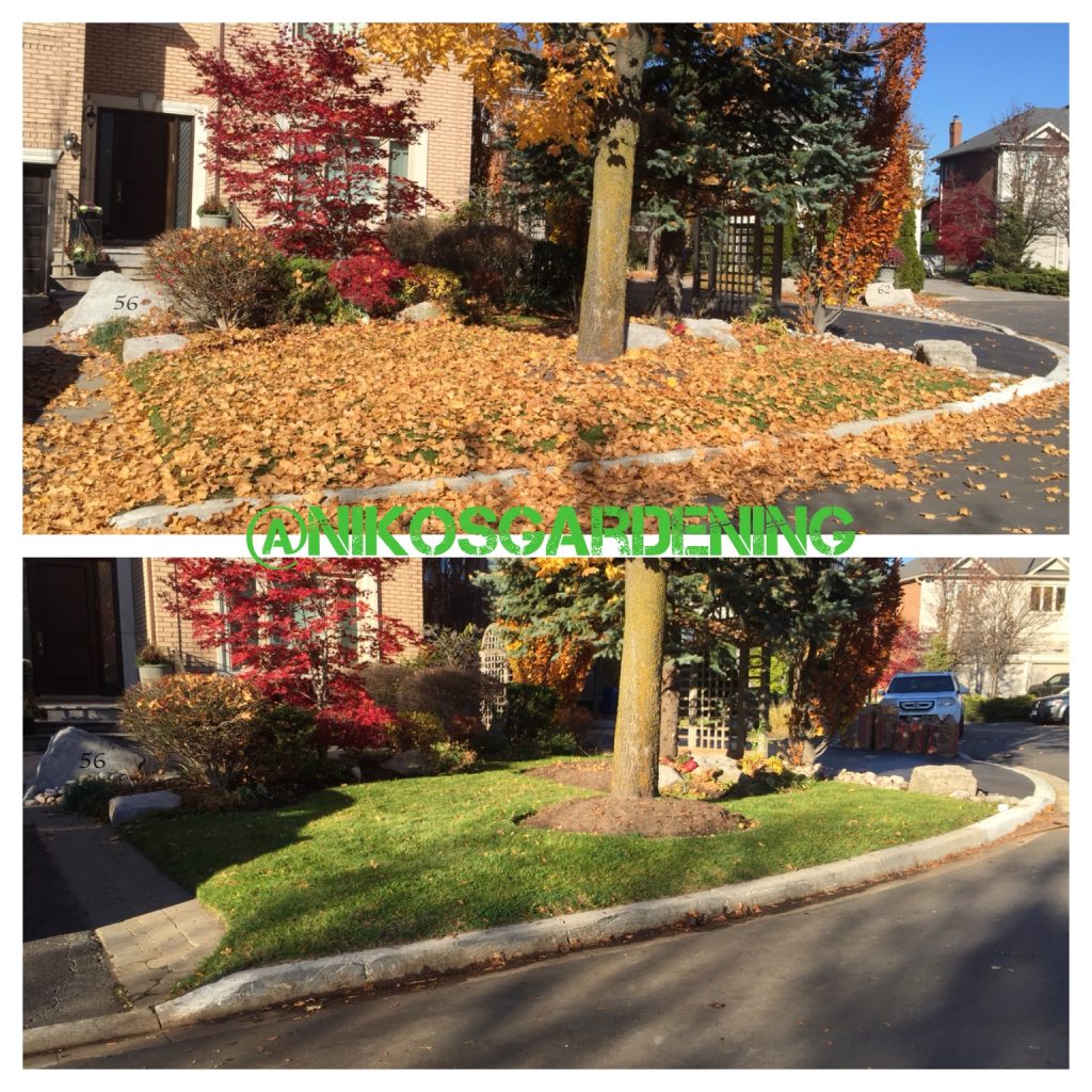 Fall clean up Vaughan before and after