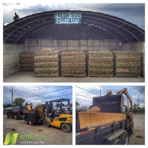 Sod Installation Services in Maple