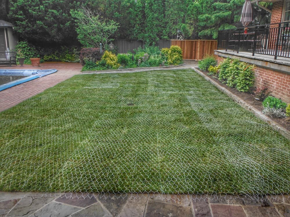 sodding raccoon protection