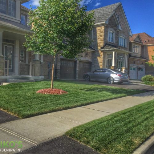 Lawn Care & Maintenance Services