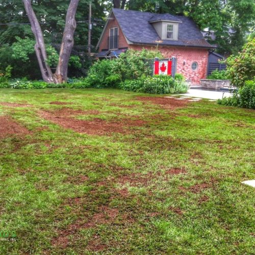 Lawn Top Dressing
