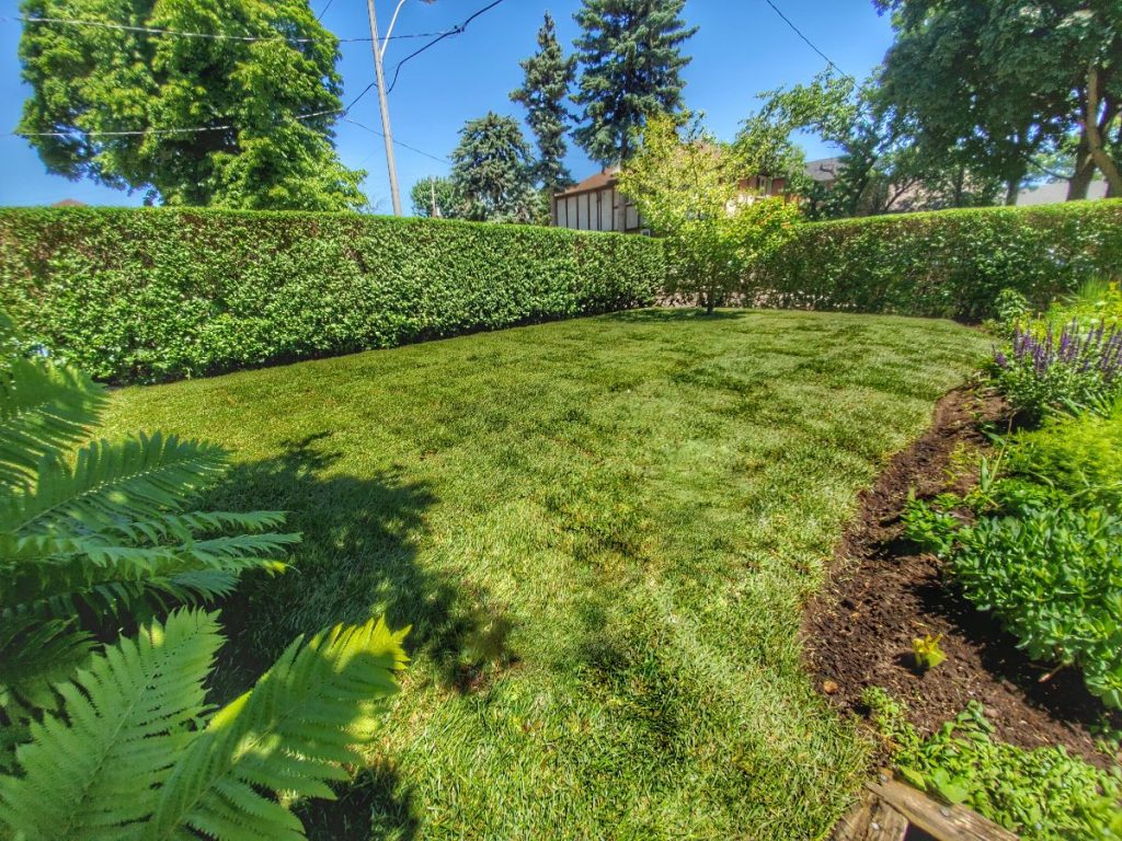 affordable sodding installation in toronto