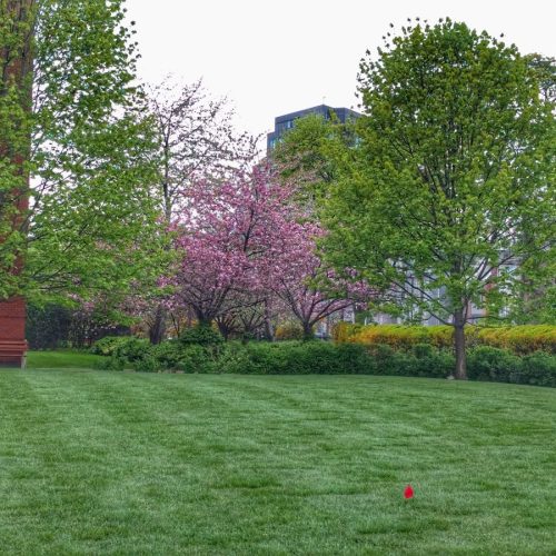 Sodding vs Seeding in Ontario – Which Is Better?