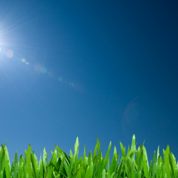 sun shining in blue sky over green grass