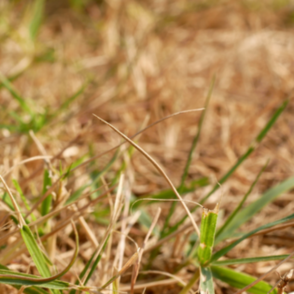Protecting Your Grass from Extreme Weather Changes